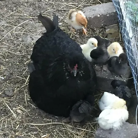 Anesminde Apartamento