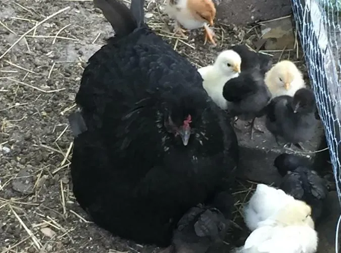 Anesminde Appartement